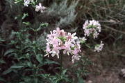 bouncingbet, soapwort (Saponaria officinalis)
